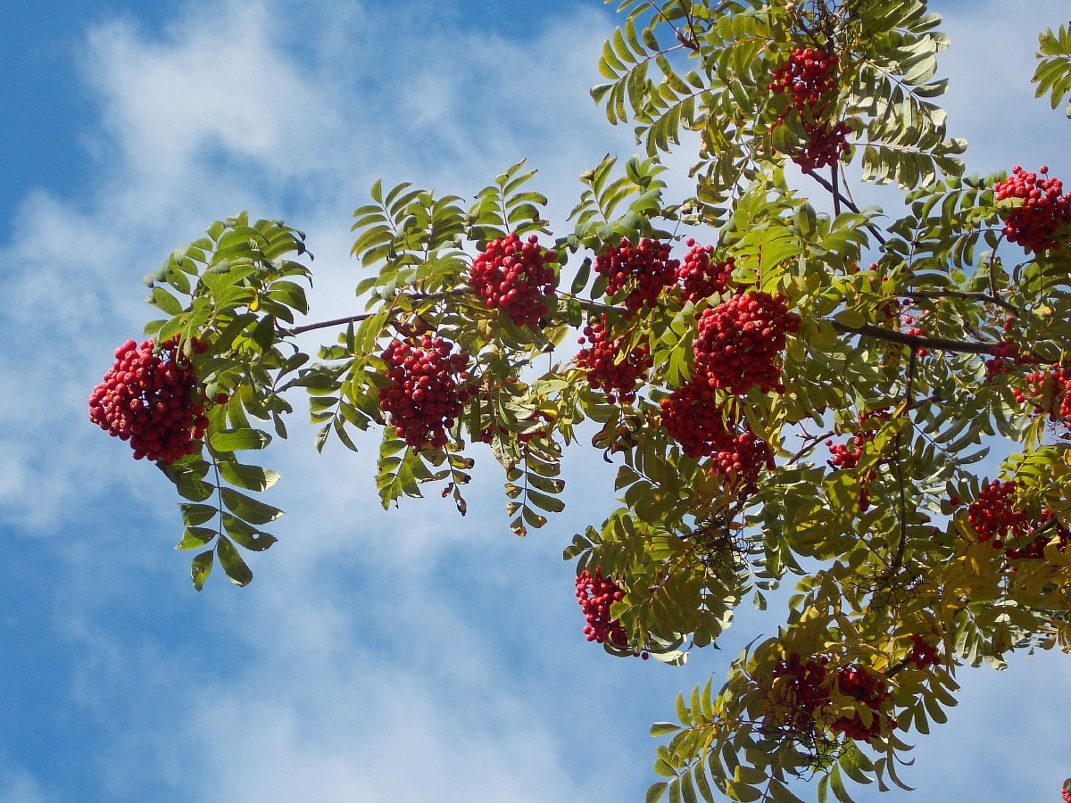 Изображение особи Sorbus esserteauiana.