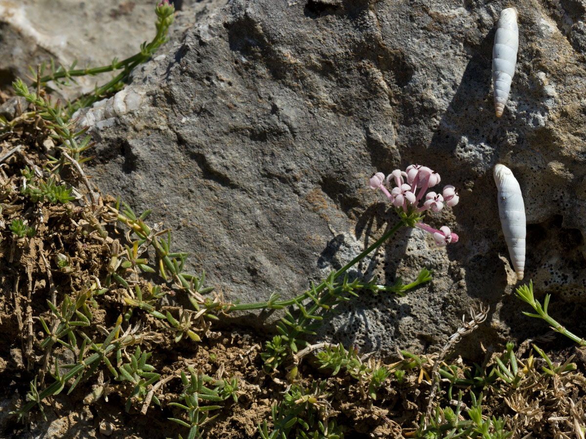 Image of Asperula pubescens specimen.