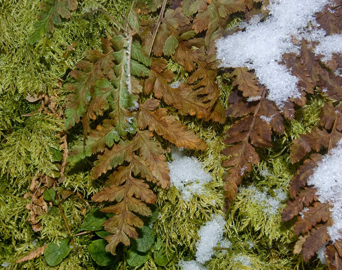 Image of genus Dryopteris specimen.