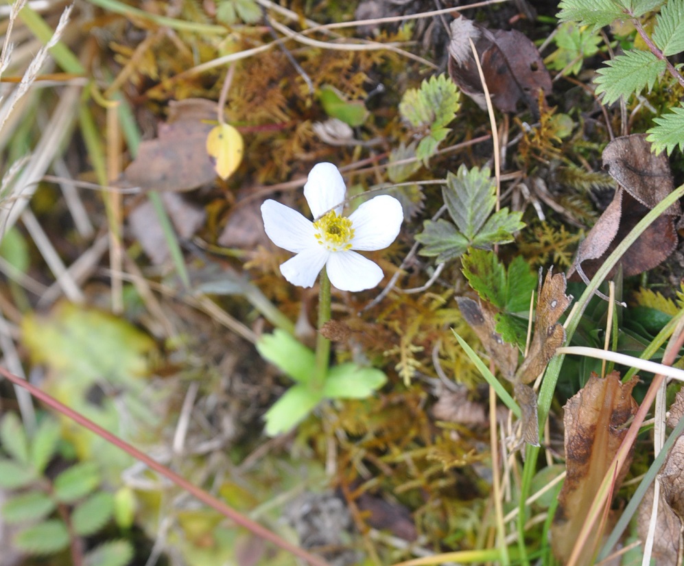 Изображение особи род Anemone.