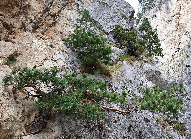 Image of Pinus sylvestris ssp. hamata specimen.