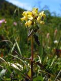 Pedicularis lapponica. Верхушка цветущего растения. Магаданская обл., окр. г. Магадан, п-ов Старицкого, кустарничковая тундра. 28.06.2008.