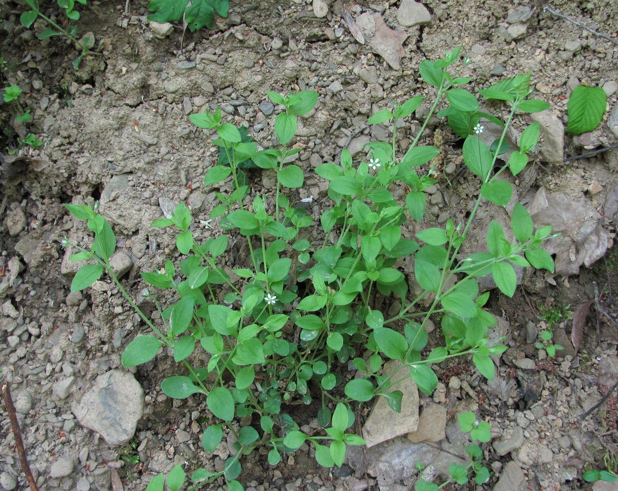 Изображение особи Moehringia trinervia.