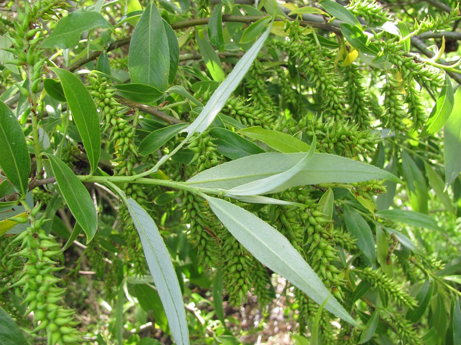 Image of Salix &times; fragilis specimen.