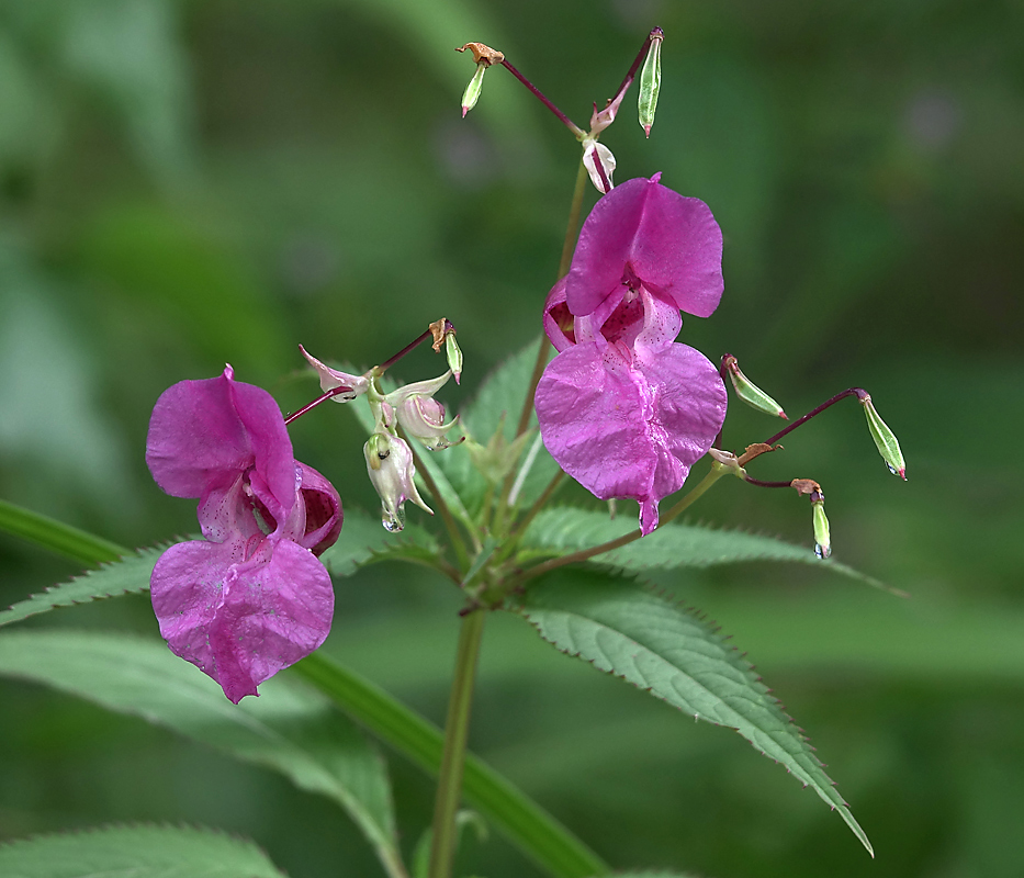 Image of Impatiens glandulifera specimen.