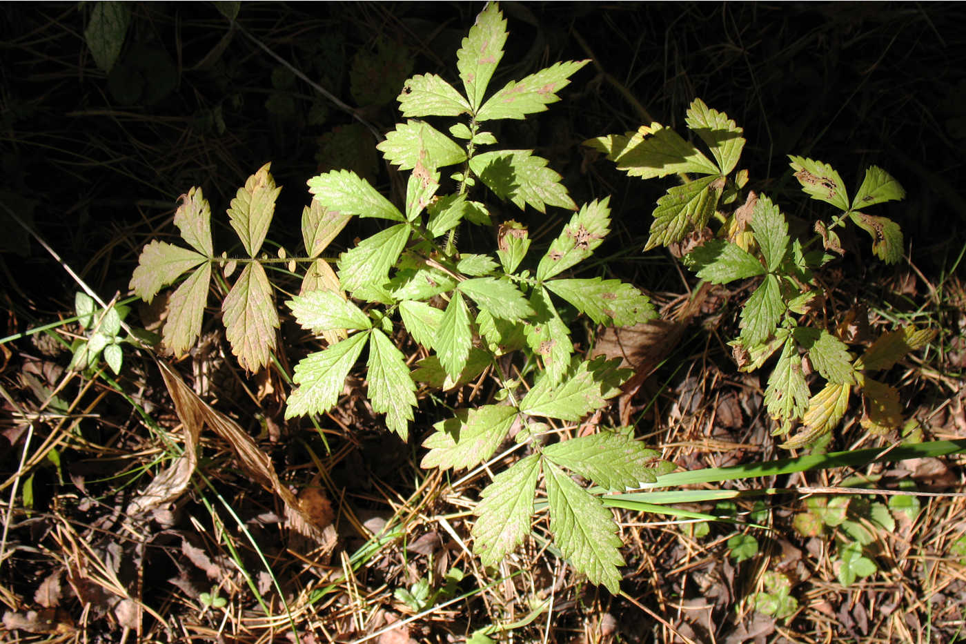 Image of Agrimonia pilosa specimen.