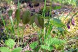 Lathyrus humilis. Верхушка побега с соцветием. Свердловская обл., окр. г. Североуральск, скалы Три Брата, сосняк с лиственницей. 30.05.2010.