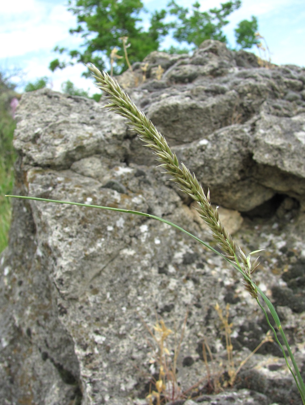 Image of genus Melica specimen.