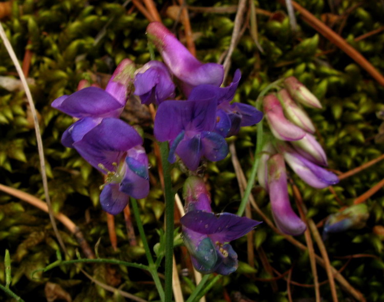 Image of Vicia nervata specimen.