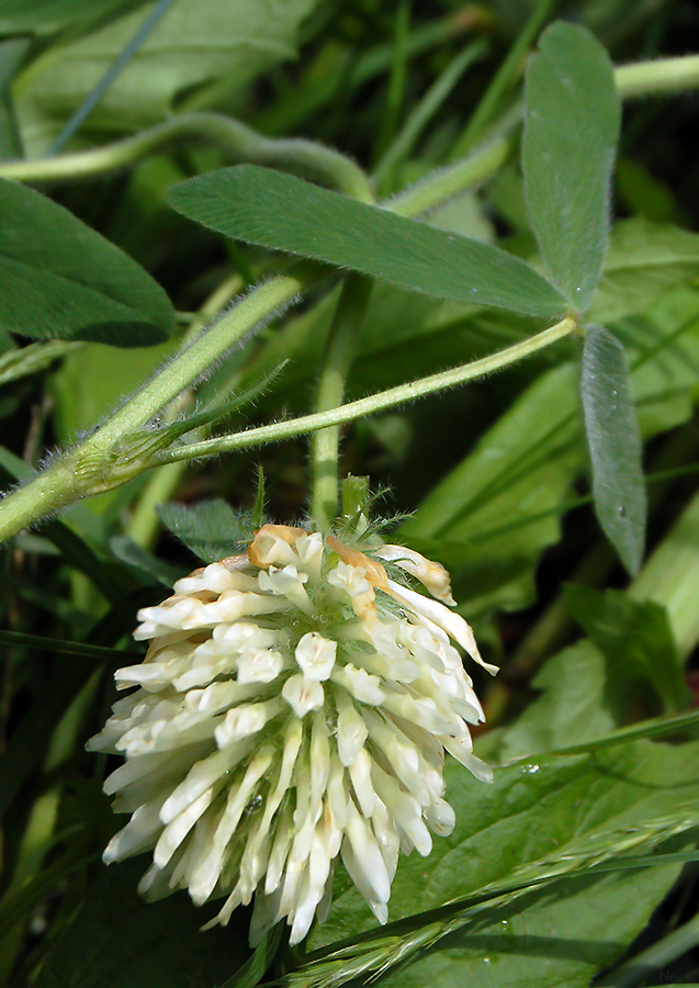 Image of Trifolium trichocephalum specimen.