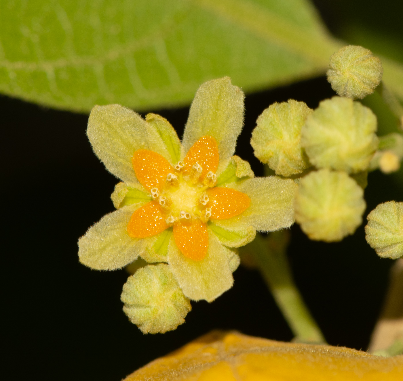 Image of Kiggelaria africana specimen.