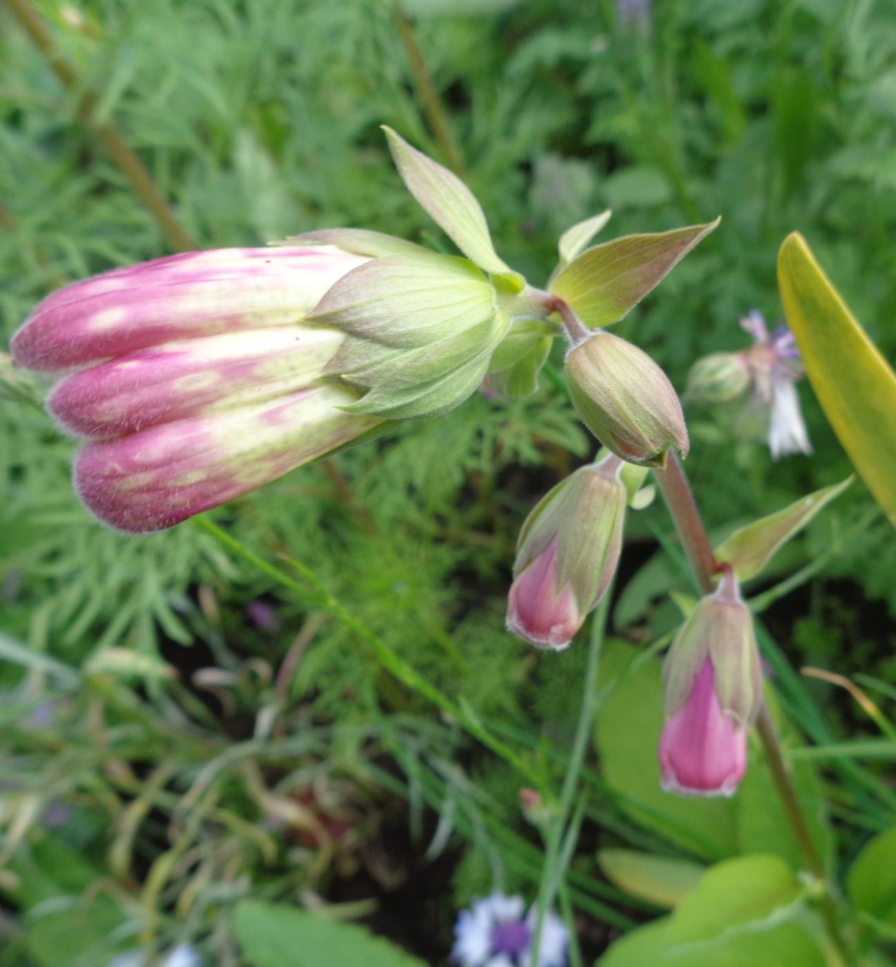 Image of Digitalis purpurea specimen.