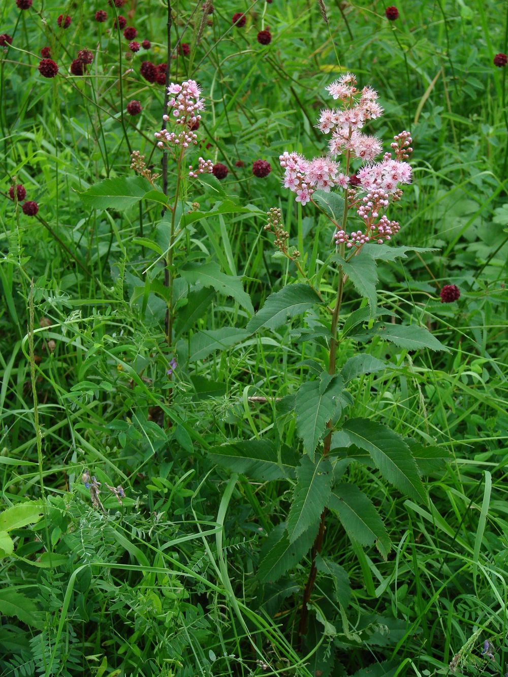 Изображение особи Spiraea salicifolia.