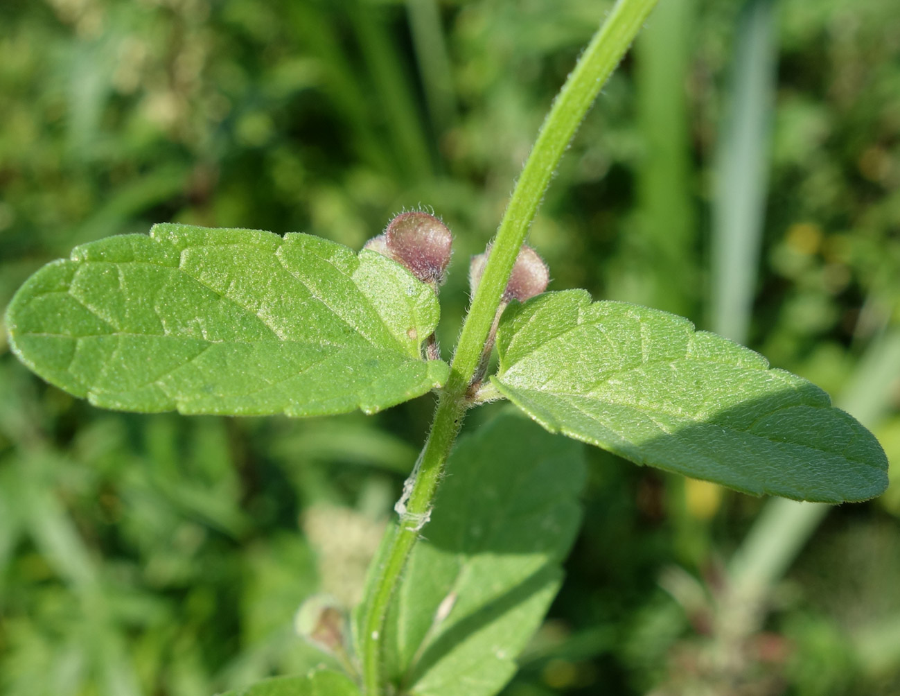 Изображение особи Scutellaria strigillosa.