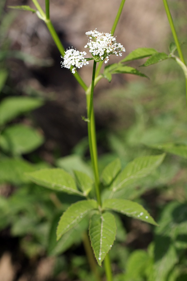 Image of Aegopodium podagraria specimen.