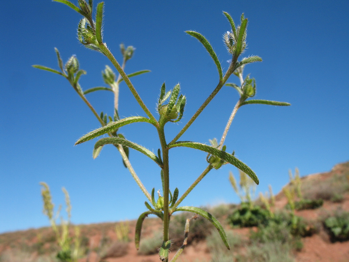 Изображение особи Lappula spinocarpos.