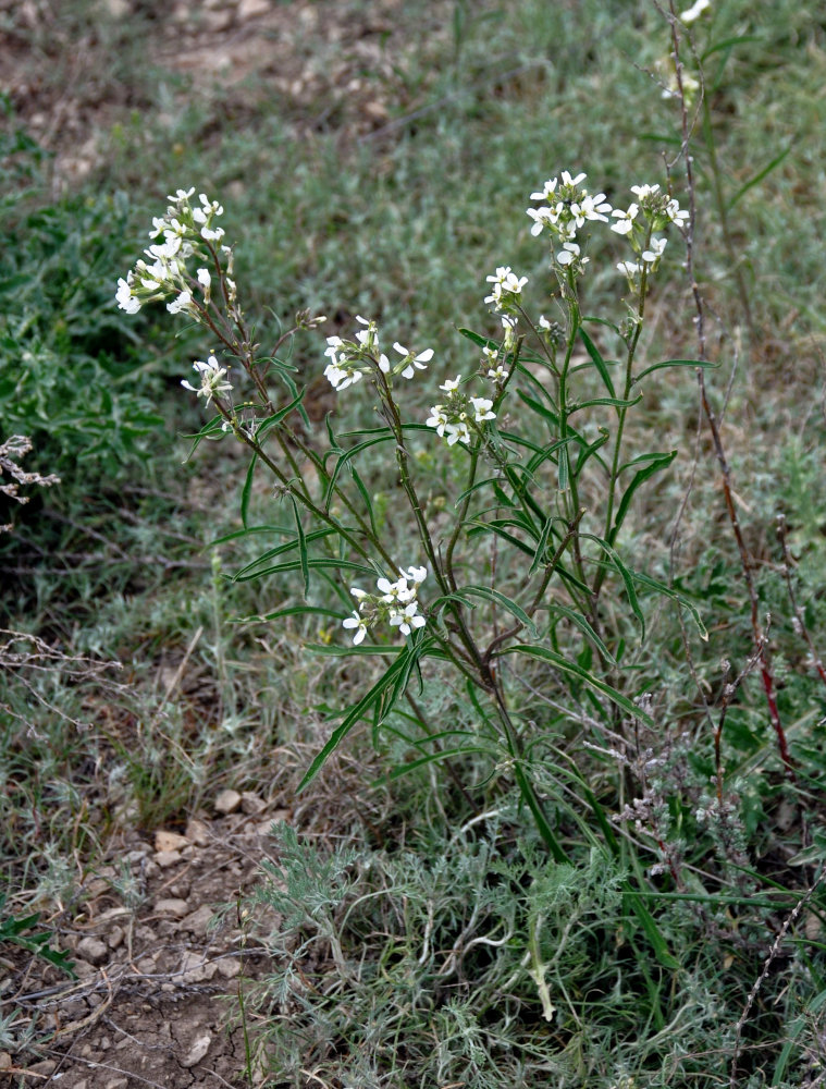 Image of Erysimum leucanthemum specimen.