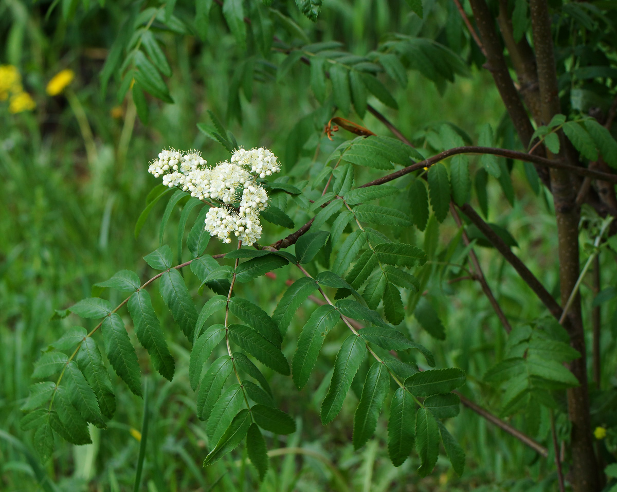 Image of Sorbus aucuparia specimen.