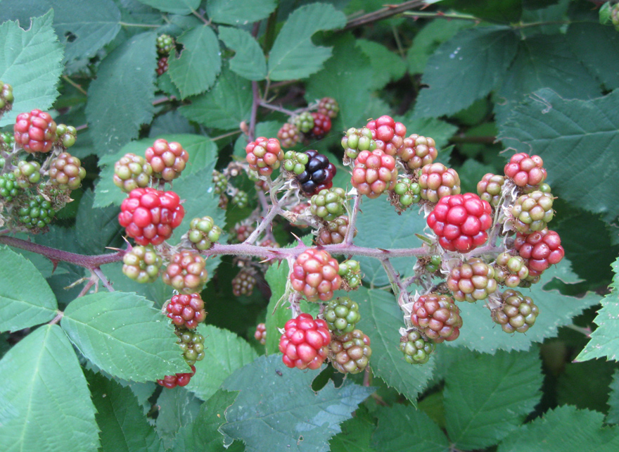 Изображение особи Rubus sanctus.