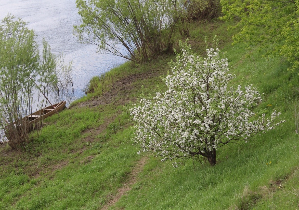 Изображение особи Malus domestica.