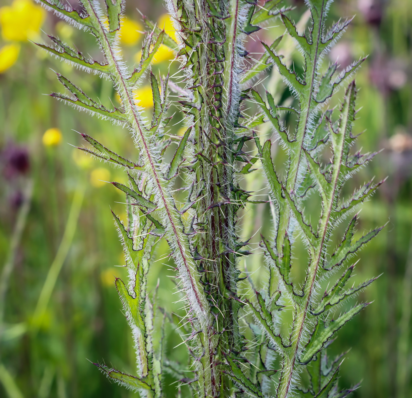 Image of Cirsium palustre specimen.