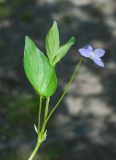 Viola ruppii. Верхушка цветущего растения (V. nemoralis var. abbreviata Vl. Nikit.). Мурманская обл., Кольский р-н, левый берег р. Лавна, пойменный разнотравный березняк. 08.07.2020.