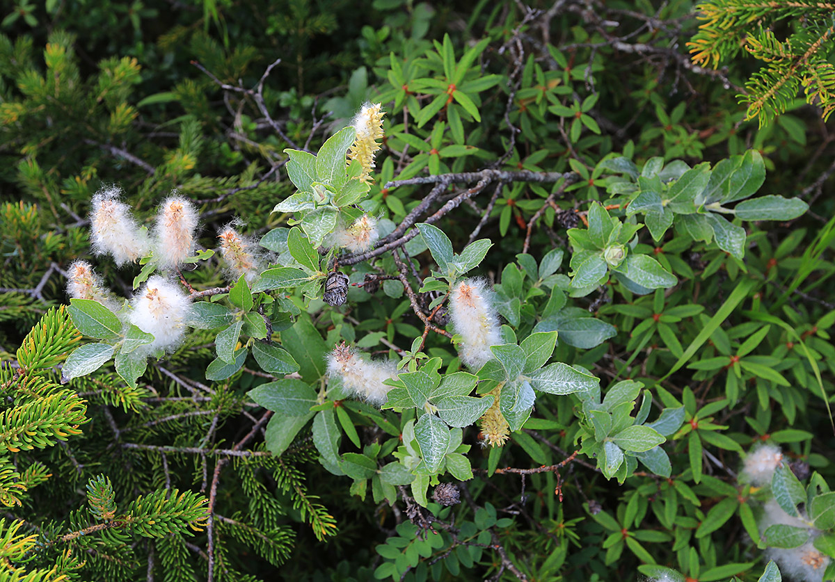 Image of Salix woroschilovii specimen.