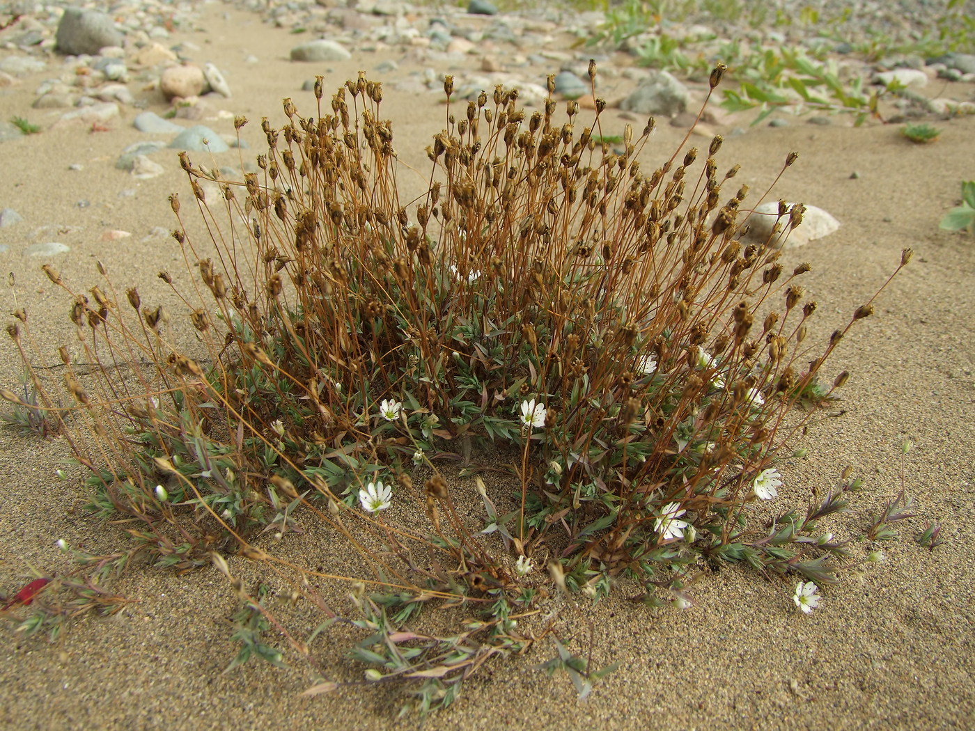 Изображение особи Stellaria fischeriana.