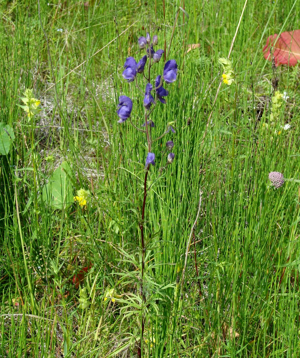 Изображение особи Aconitum baicalense.