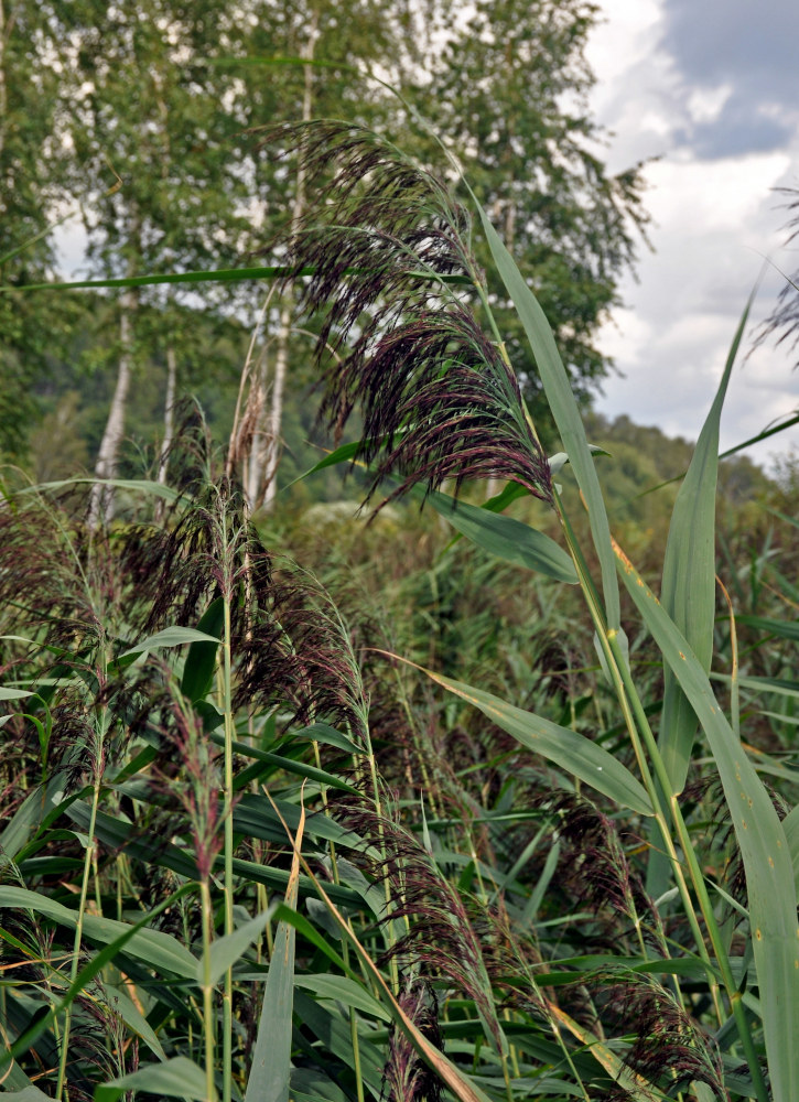 Image of Phragmites australis specimen.