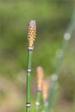 Equisetum hyemale