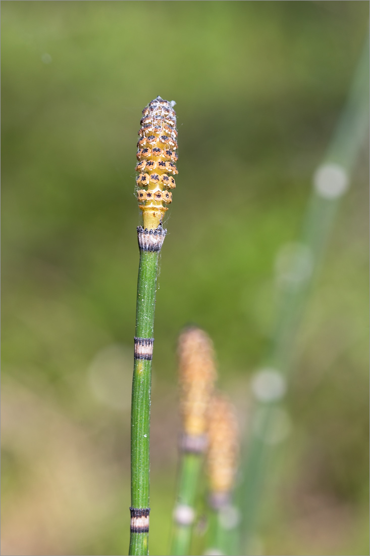 Изображение особи Equisetum hyemale.