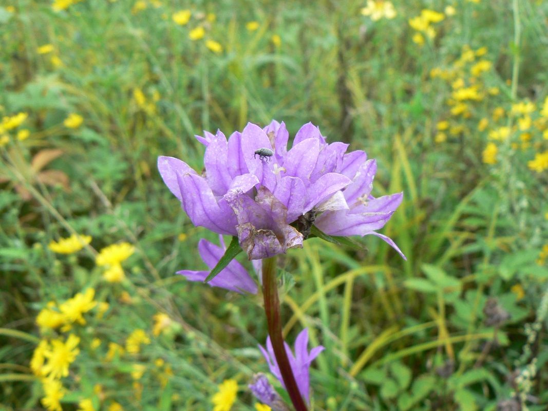 Image of Campanula cephalotes specimen.