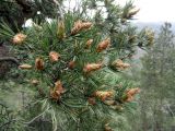 Pinus subspecies hamata