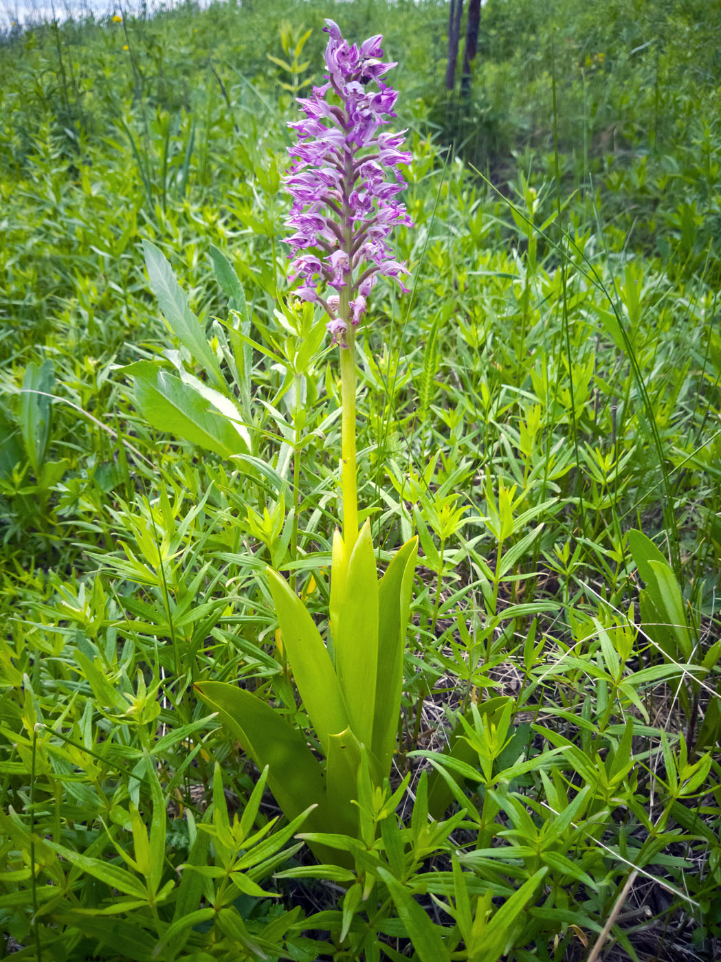 Image of Orchis militaris specimen.