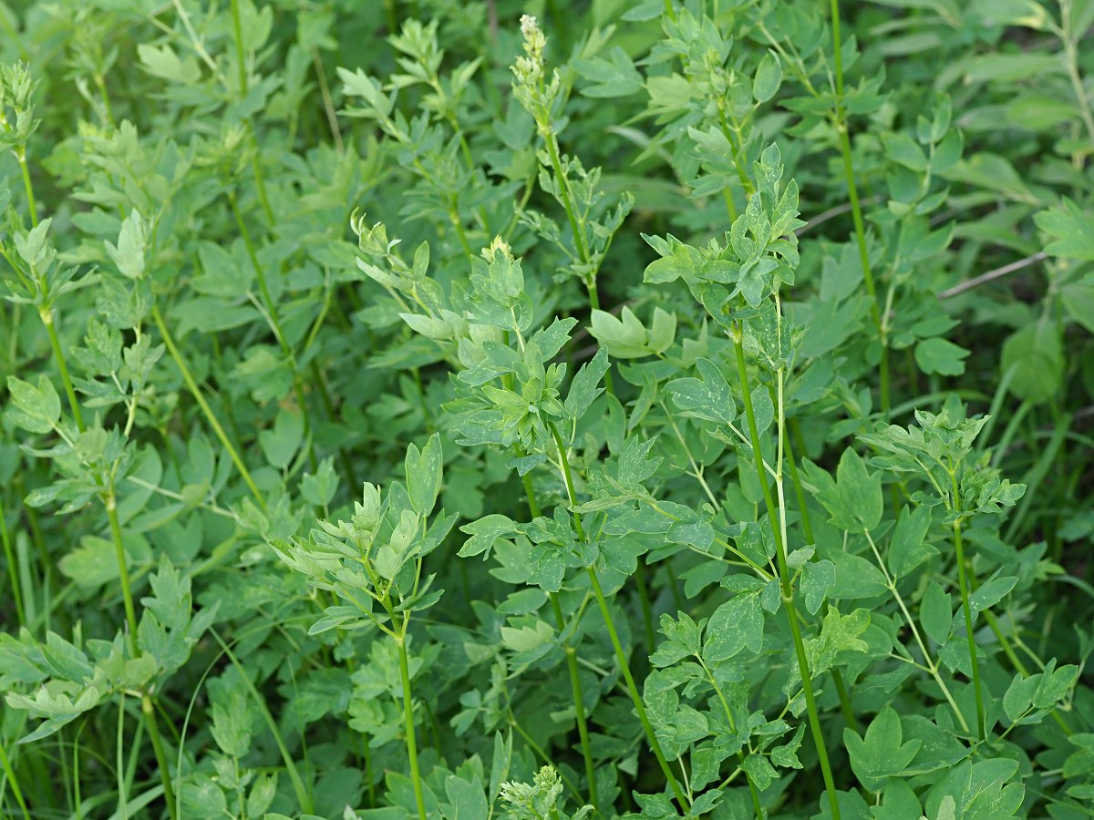 Image of Thalictrum flavum specimen.