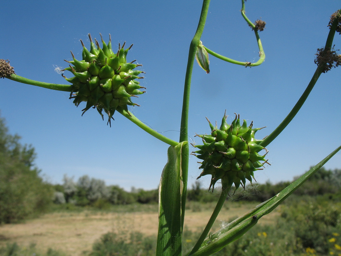 Image of Sparganium stoloniferum specimen.