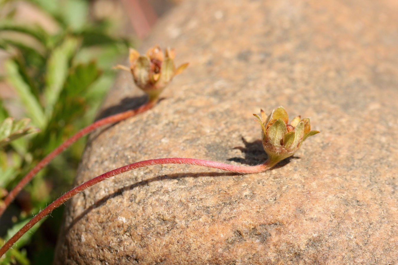 Изображение особи Potentilla anserina.