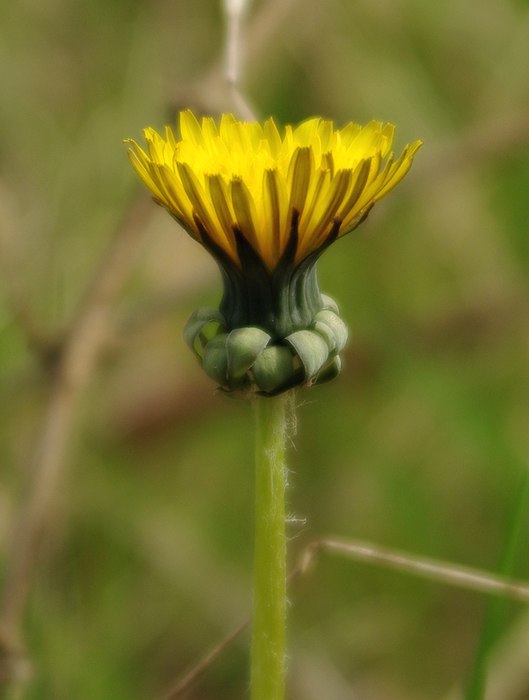 Изображение особи Taraxacum erythrospermum.