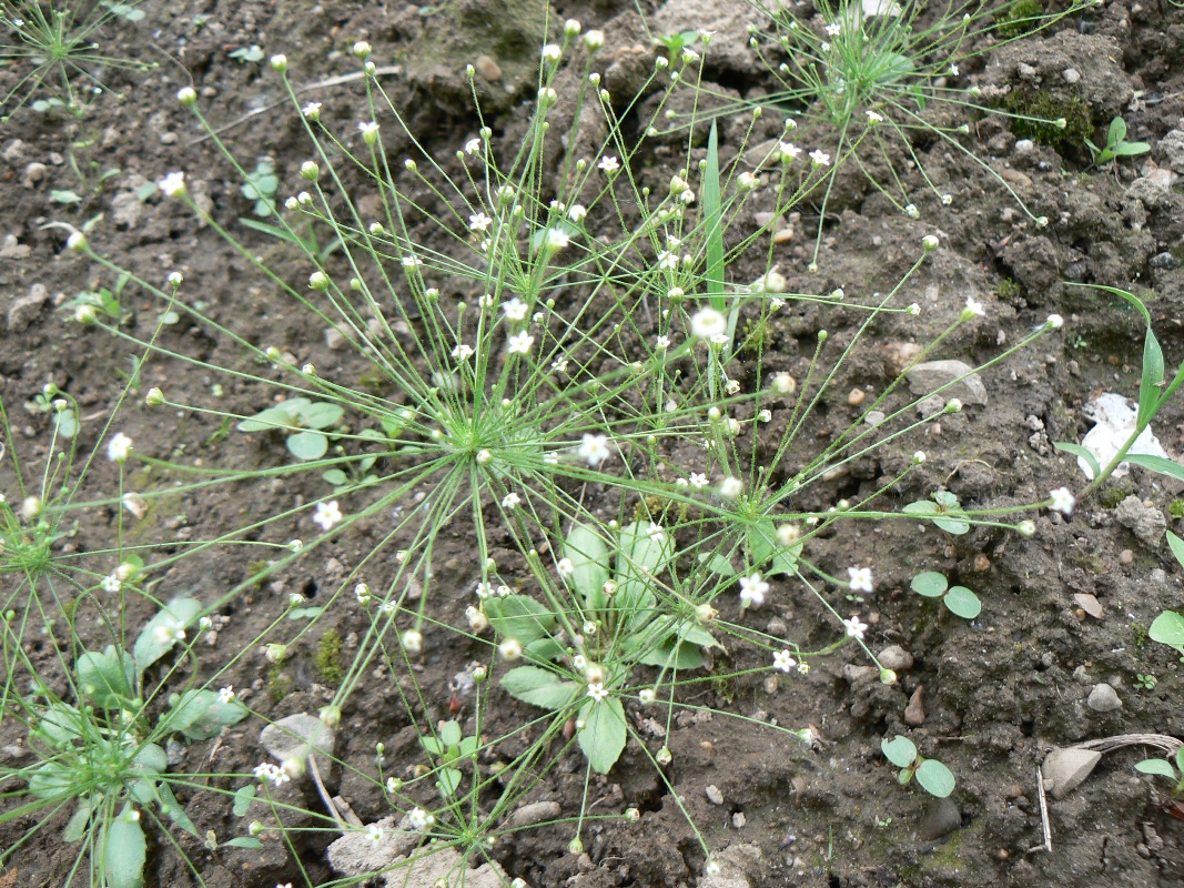 Image of Androsace filiformis specimen.