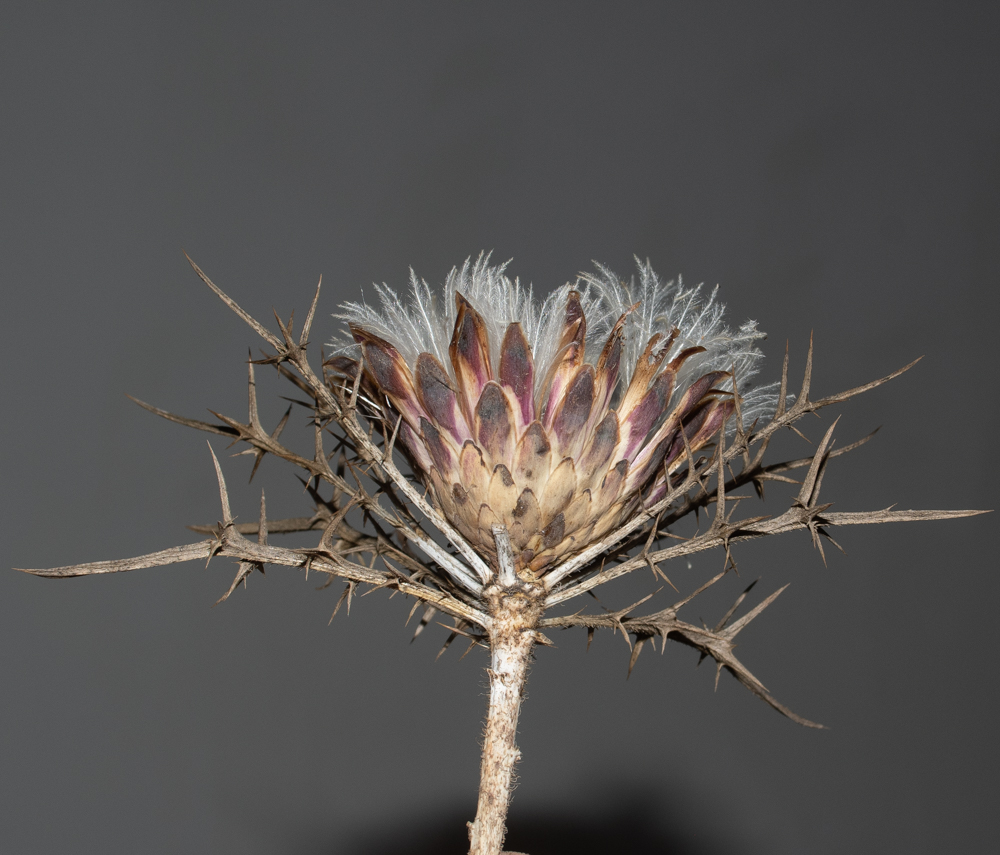 Image of Carlina comosa specimen.