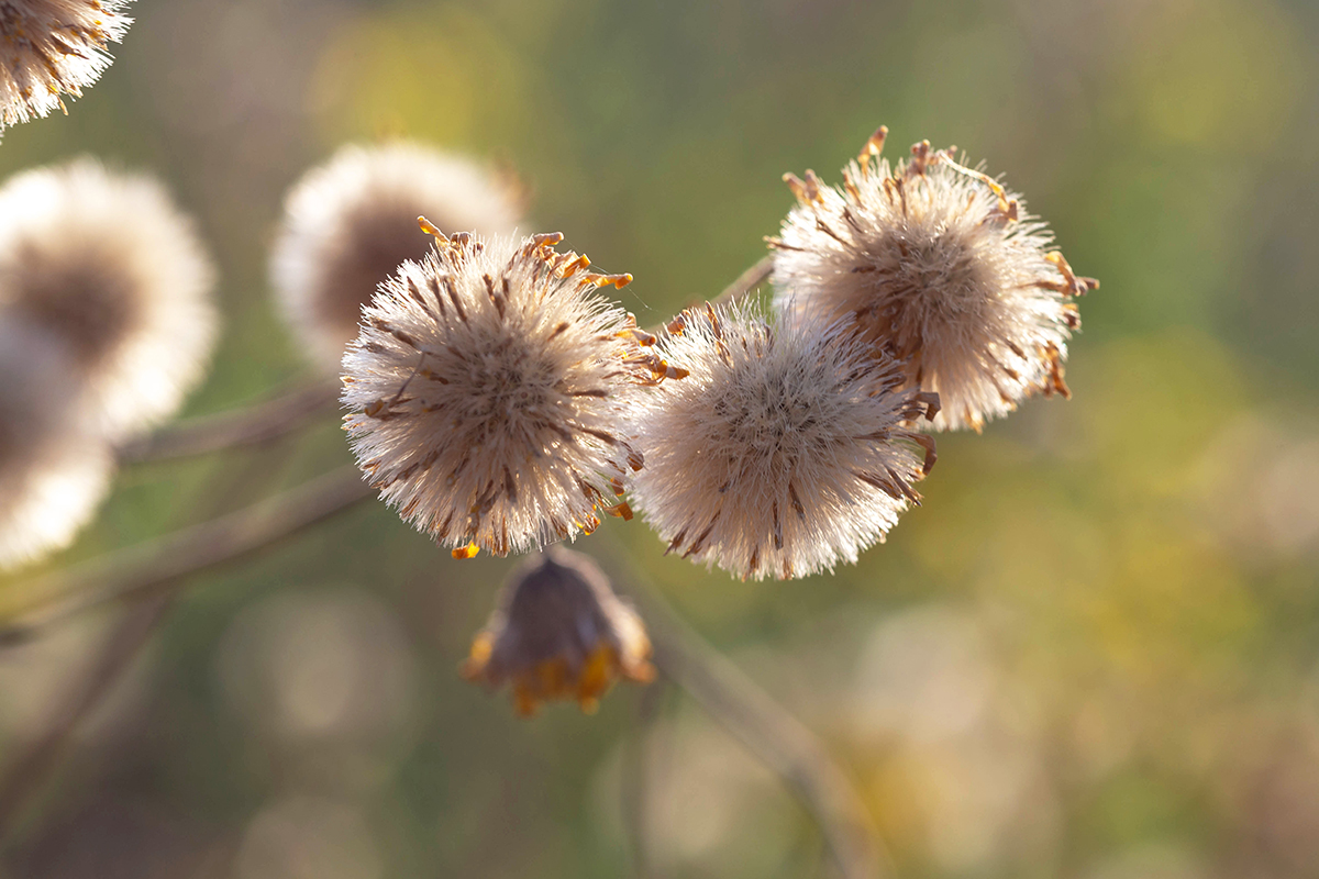 Изображение особи Heterotheca subaxillaris.