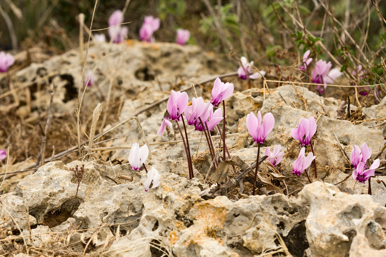 Изображение особи Cyclamen graecum.