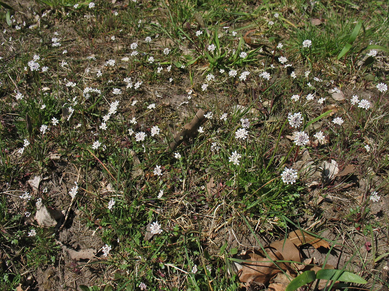 Image of Teesdalia nudicaulis specimen.