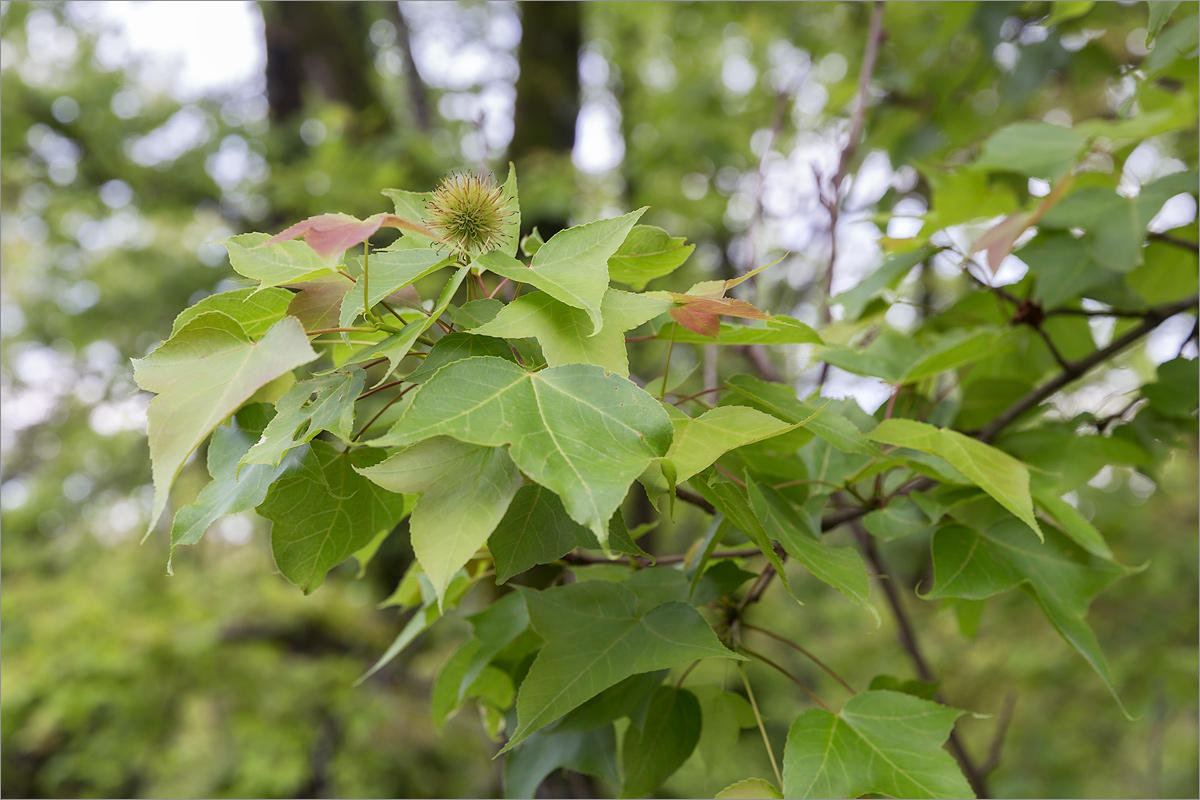 Image of Liquidambar formosana specimen.