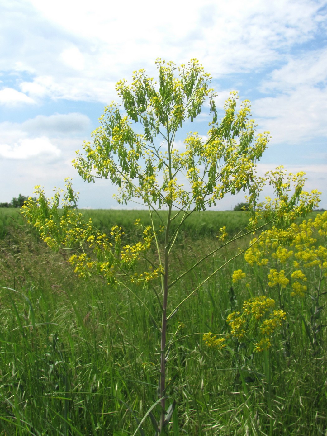 Image of Isatis tinctoria specimen.