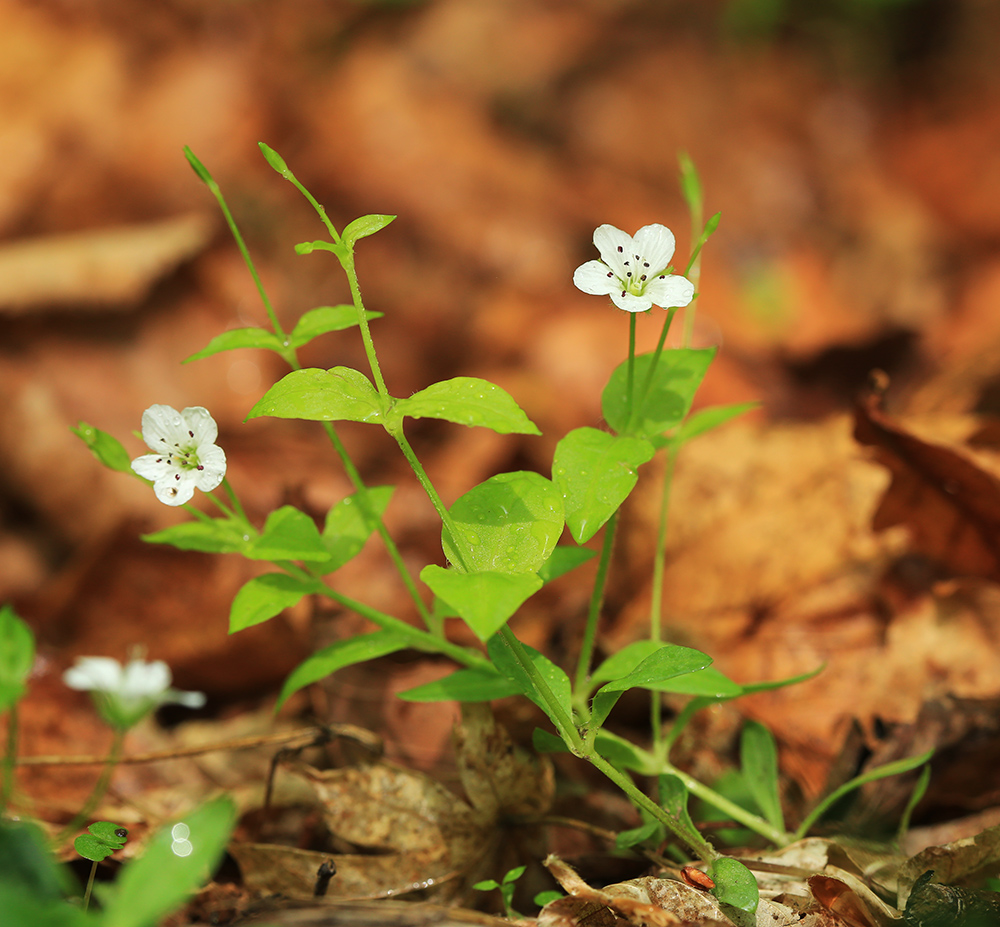 Image of Pseudostellaria davidii specimen.