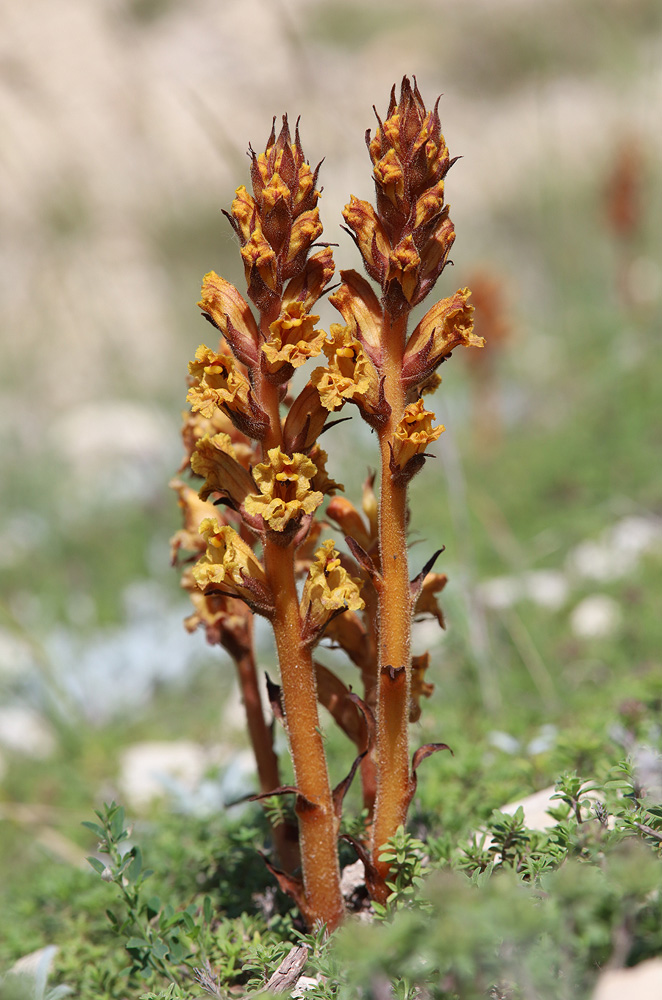 Image of Orobanche alba ssp. xanthostigma specimen.