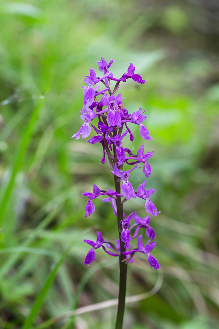 Изображение особи Orchis mascula.