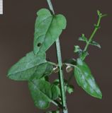 Смотреть изображение Scutellaria dependens